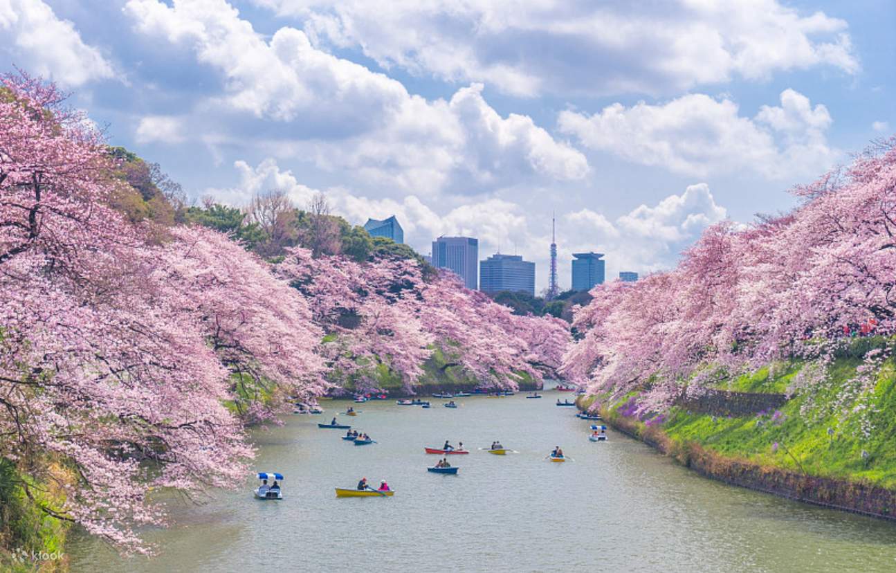One-Day Tour of Tokyo's Top 5 Cherry Blossom Viewing Spots [Cherry ...